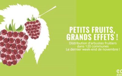 Distribution de petits fruitiers