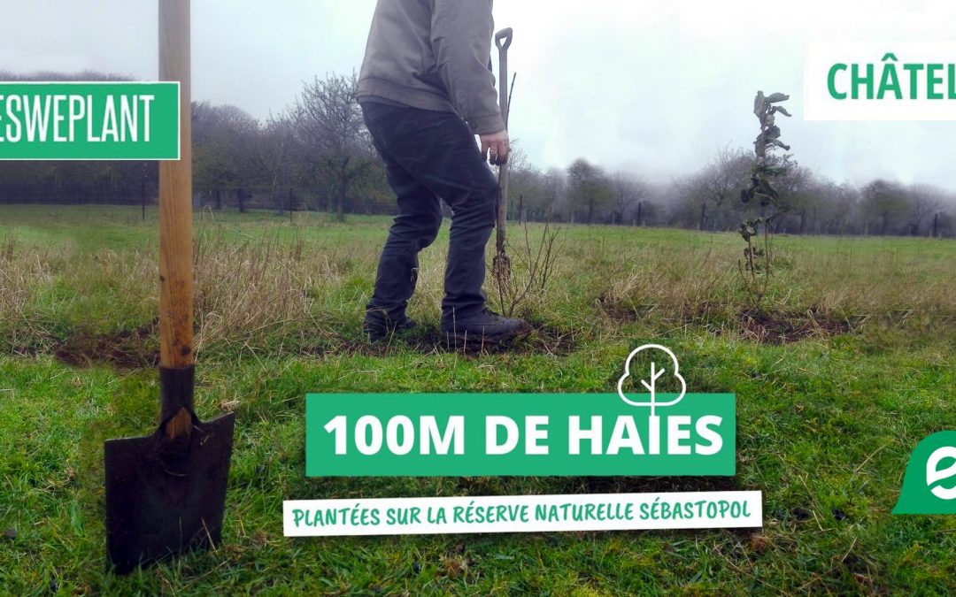 Plantation de 100m de haies à Châtelet